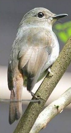 44++ Perbedaan burung sikatan londo jantan dan betina terupdate