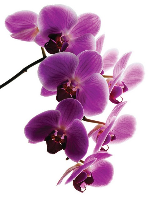 Paixão por orquídeas - Meu orquidário: Guia da Phalaenopsis