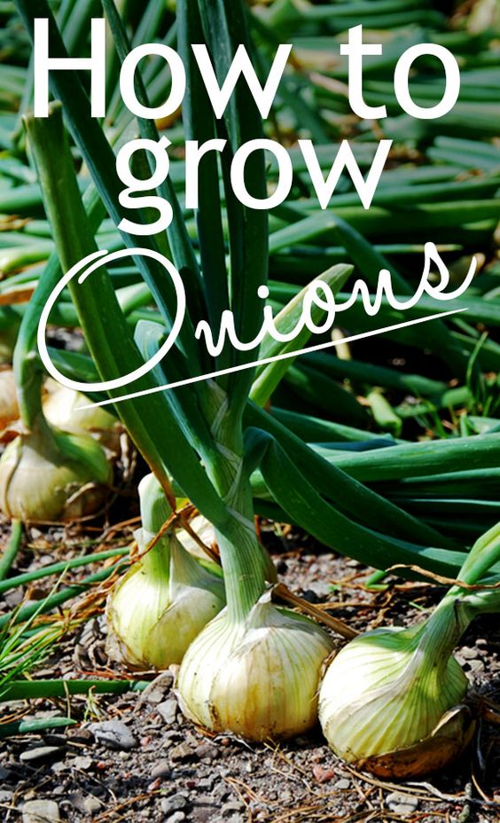 Learn How to Grow Onions Pinterest Gardening