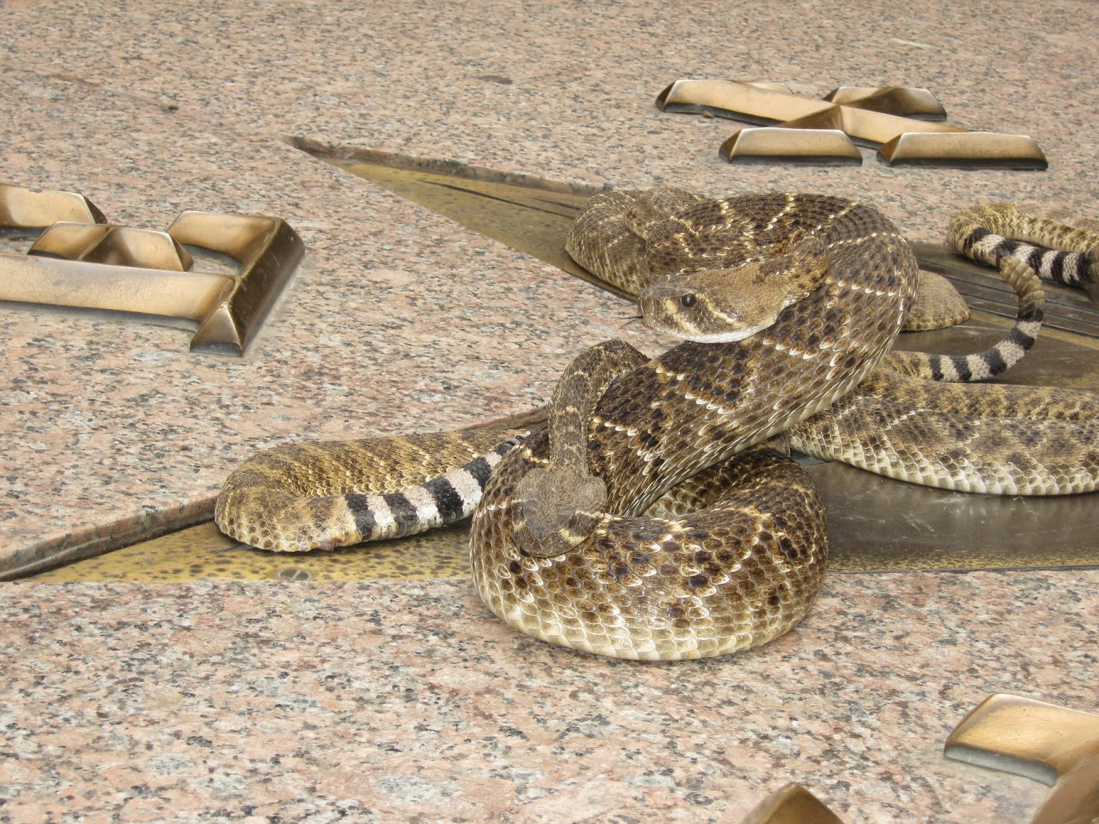 Adventures Sweetwater Jaycees Rattlesnake Roundup Day, Feb. 2, 2015