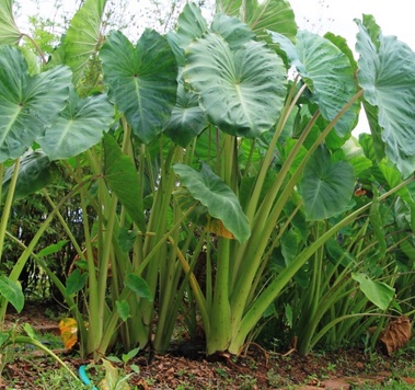 Keladi Amalan Agronomi Viral Malaysian