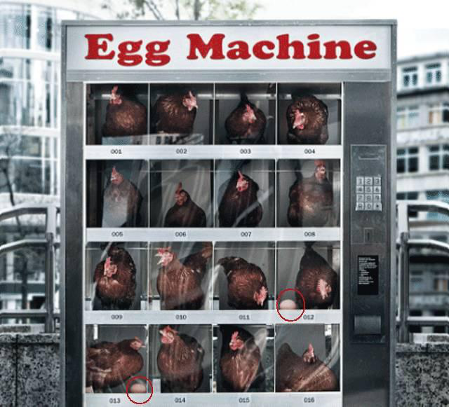 The Freshest Vending Machines in history, eggs on the go !!! TCN