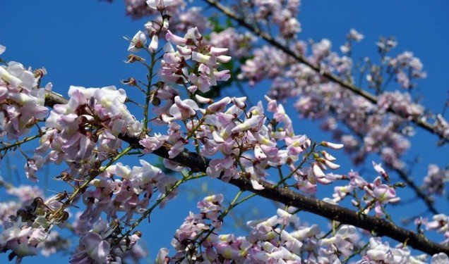 Bạn Có Hẹn Với Thiên Đường Mùa Thu Trong Nước ? - 3