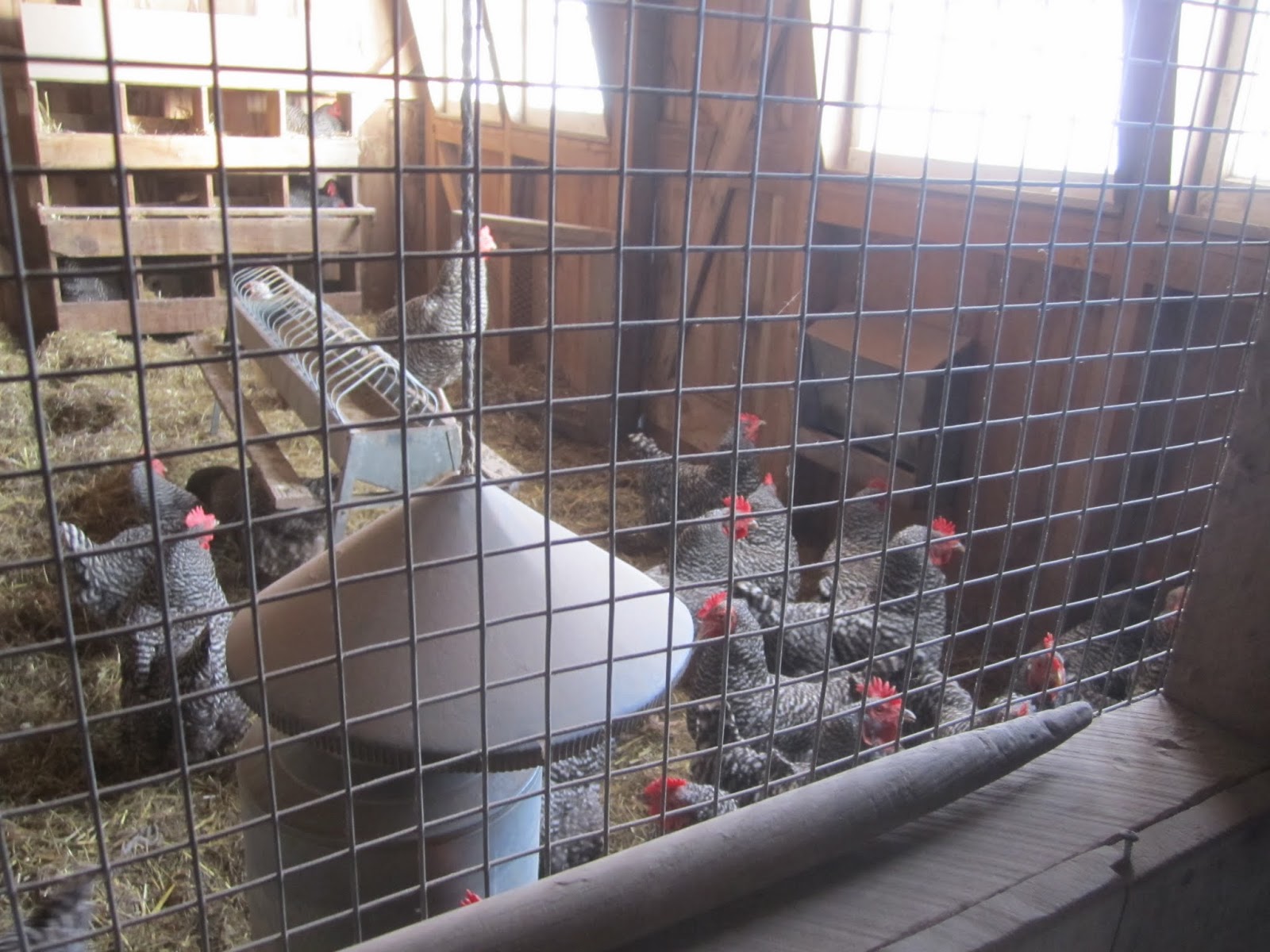 Princeton Nature Notes Chickens at Howell Living History Farm