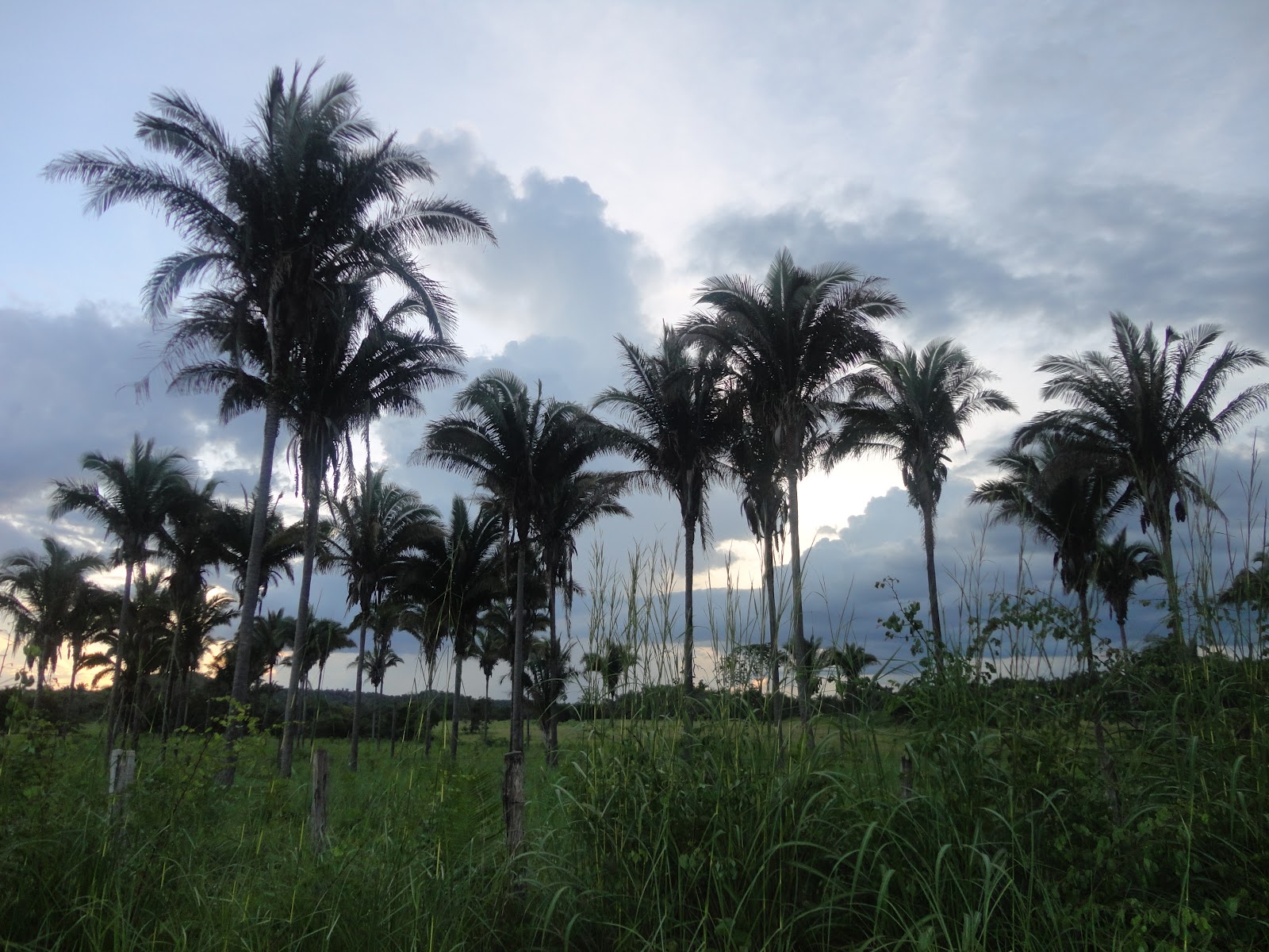 Vargem Grande  MA Terra das Palmeiras As margens da MA020 (de V