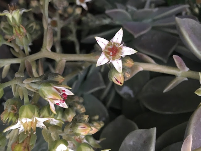 Planta-Fantasma (Graptopetalum paraguayense)
