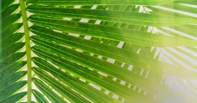 Tricias Tidbits Significance Behind The Palms Of Palm Sunday