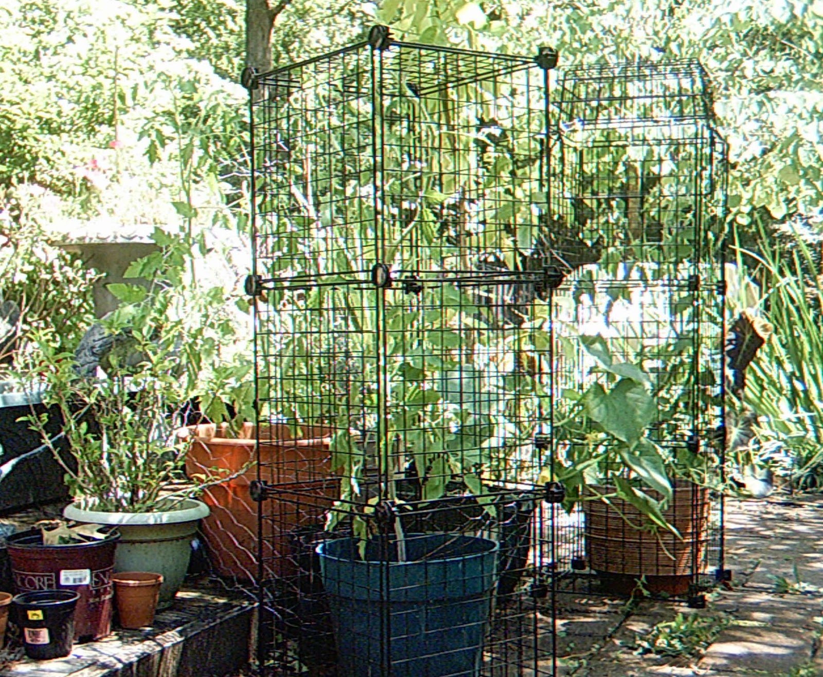 Backyard Pond Squirrels Killing Tomatoes