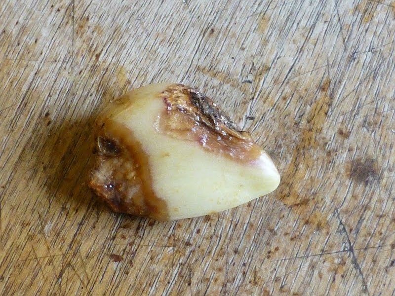 Rural Revolution: Canning and planting garlic