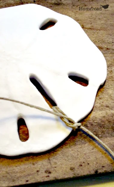 sand dollar on a wooden board