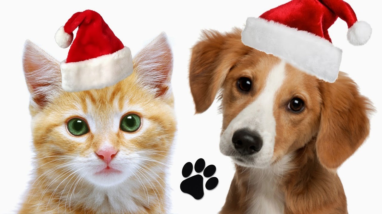 Cats and Dogs Love Christmas | Tripedriver | Funny Videos | Amazing Places