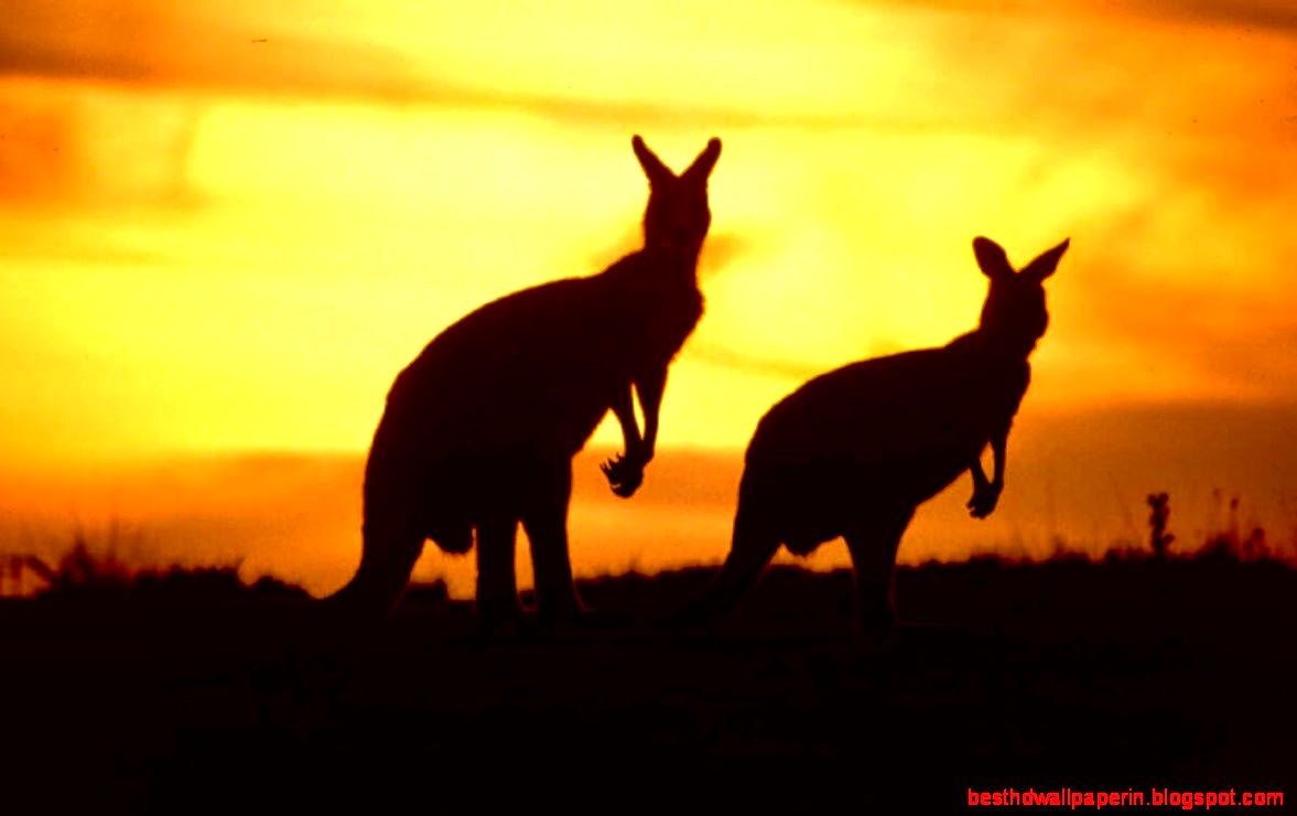 Top1Walls Sunset night animals friends Australia kangaroos