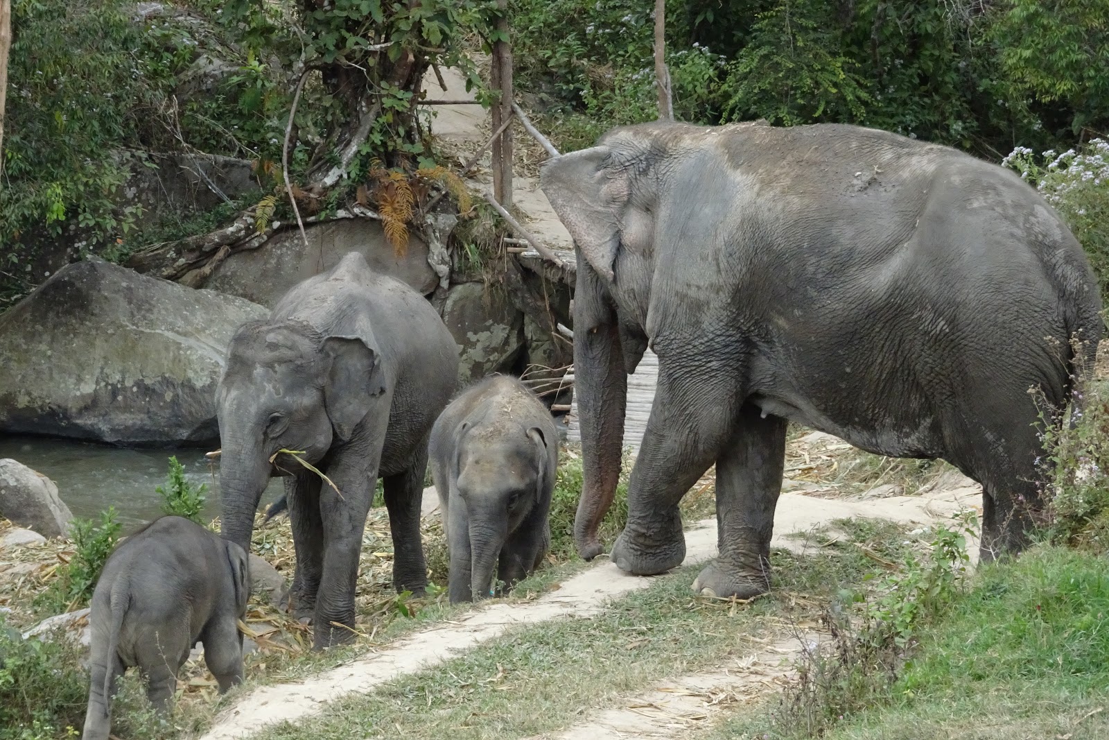 Anna und Max entdecken die andere Seite der Welt Ein Tag mit Elefanten