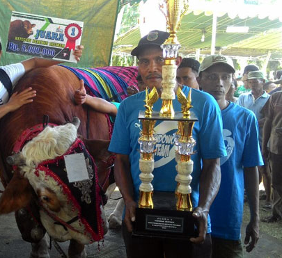 Sapi Super Berbobot 1 Ton 310 Kg Juara Kontes Ternak Sapi Ekstrim