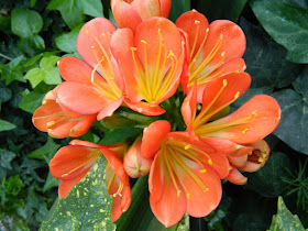 Clivia miniata bloom Allan Gardens Conservatory by garden muses: a Toronto gardening blog