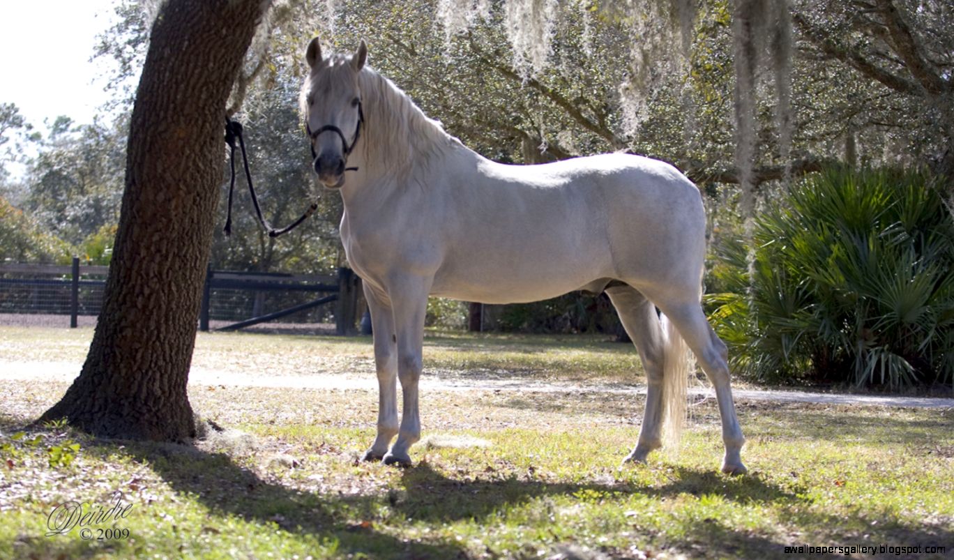 Andalusian Horses Wallpaper  Amazing Wallpapers