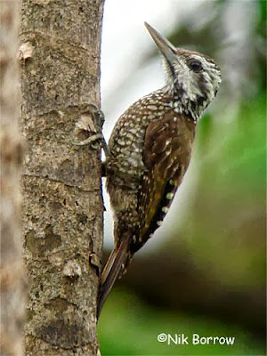 Yellow crested Woodpecker