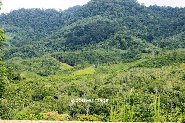 hutan desa, village forest, nanga sangan, heart of borneo, kapuas hulu