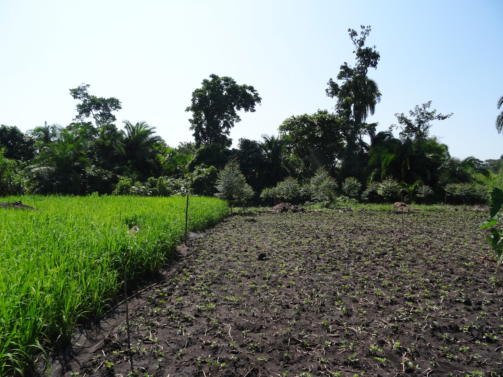 Developments in rural areas across the world: Greenhouse gases and rice ...