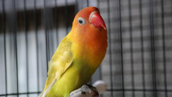 Update Harga Lovebird Terbaru 2019