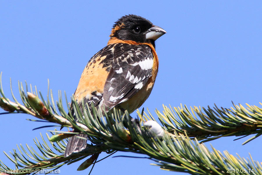 The Backyard Wildbird and Nature Store Nanaimo bird report, May 13, 2018