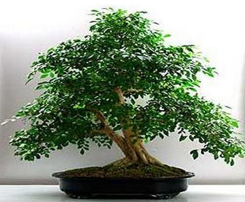 Bonsai Kemuning (Murraya Paniculata)