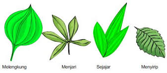 Ciri Ciri Daun Dikotil dan Monokotil - Kata Biologiku