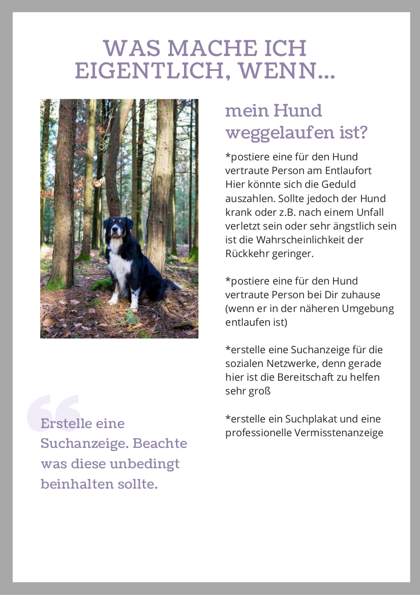 Hund gefunden / Hund entlaufen und jetzt?