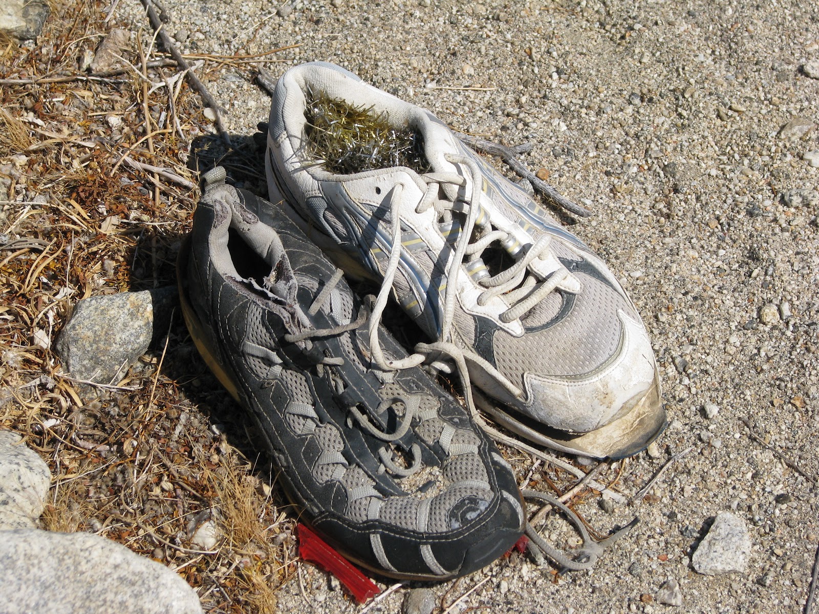 Pausing at the Trumpet Vine Desert Excursions