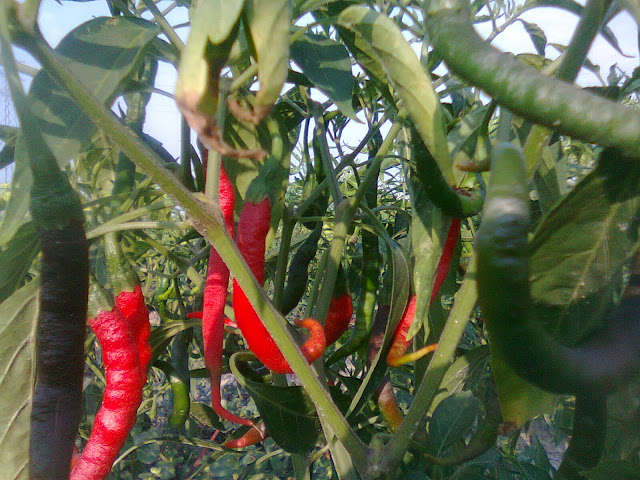 Tanaman Cabe Merah Berbuah Lebat