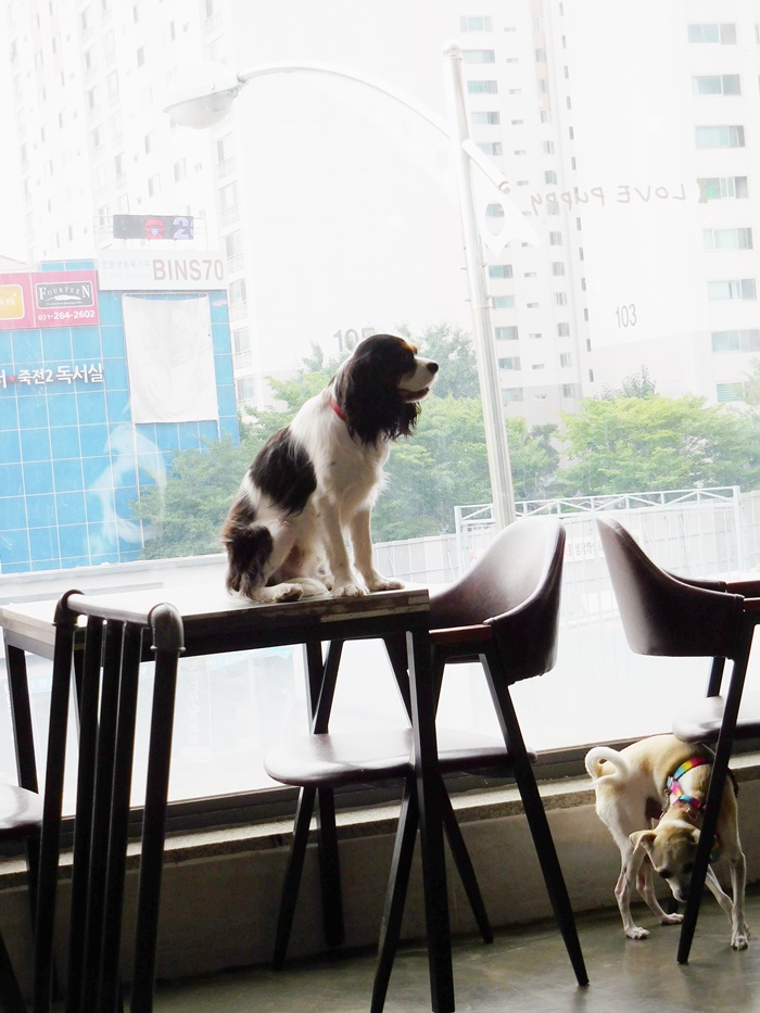 HAPPY GOES TO KOREAN DOG CAFE!