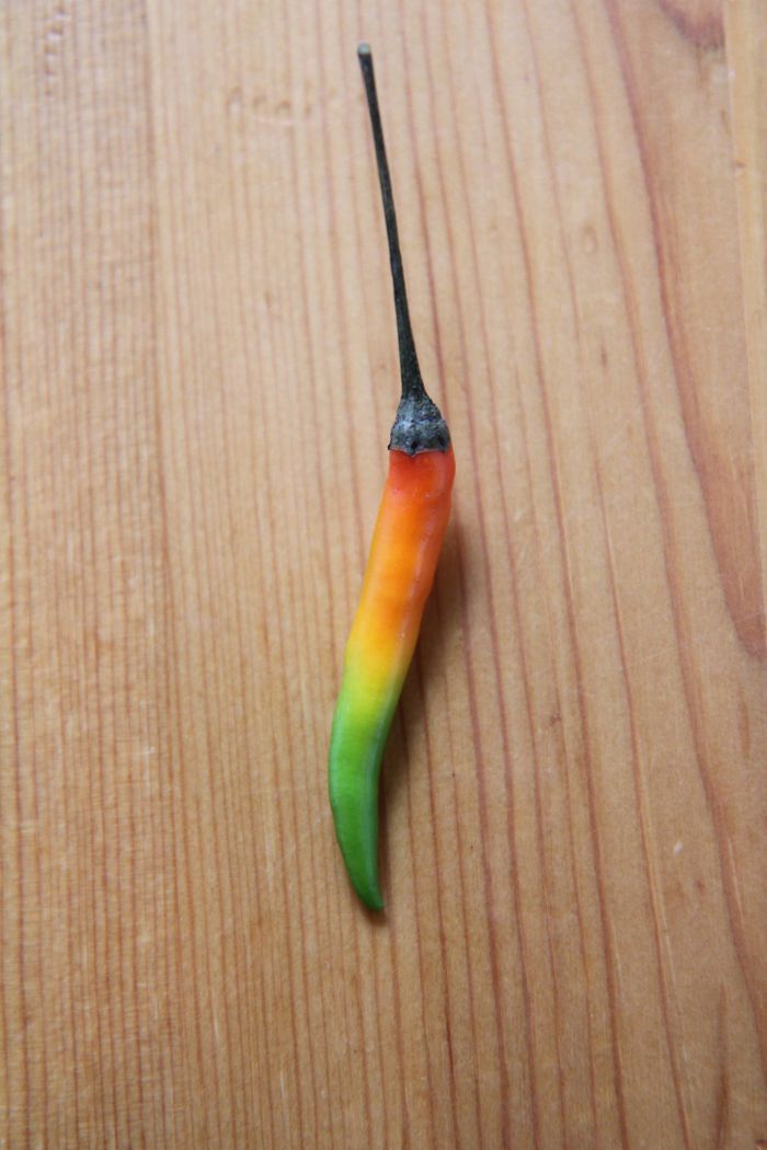 36 Unbelievable Pictures That Are Not Photoshopped - Found This Chili With A Perfect 'Mild To Hot' Gradient