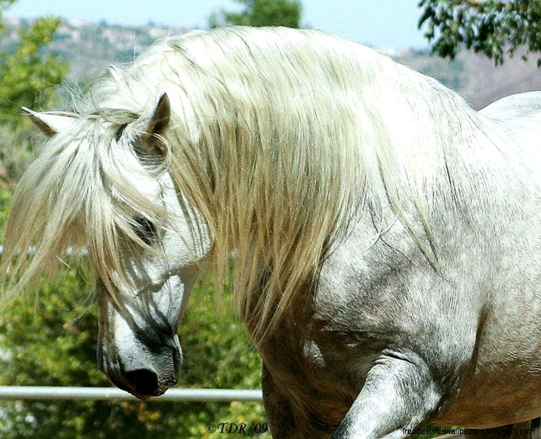 Andalusian Spain Iberian Horse Animals