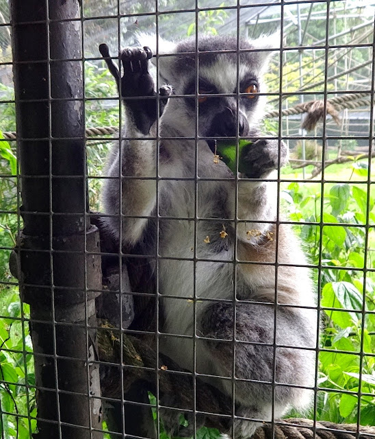 cuteness_ Ring-Tailed Lemur