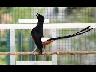 Burung Murai Batu - Siklus Produksi dan Pertumbuhan Burung Murai Batu - Penangkaran Burung Murai Batu Burung Murai Batu - Siklus Produksi dan Pertumbuhan Burung Murai Batu - Penangkaran Burung Murai Batu