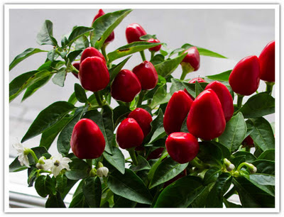 Färgglad blomma som blivit röd och fått blommor