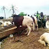 Orphans Get N10.3m For Cows To Celebrate Sallah In Sokoto