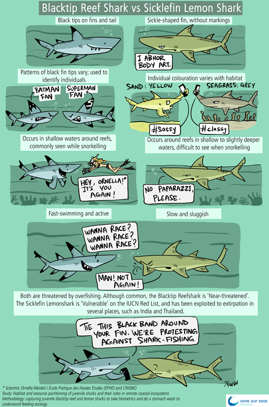 Green Humour: Sharks of D'Arros