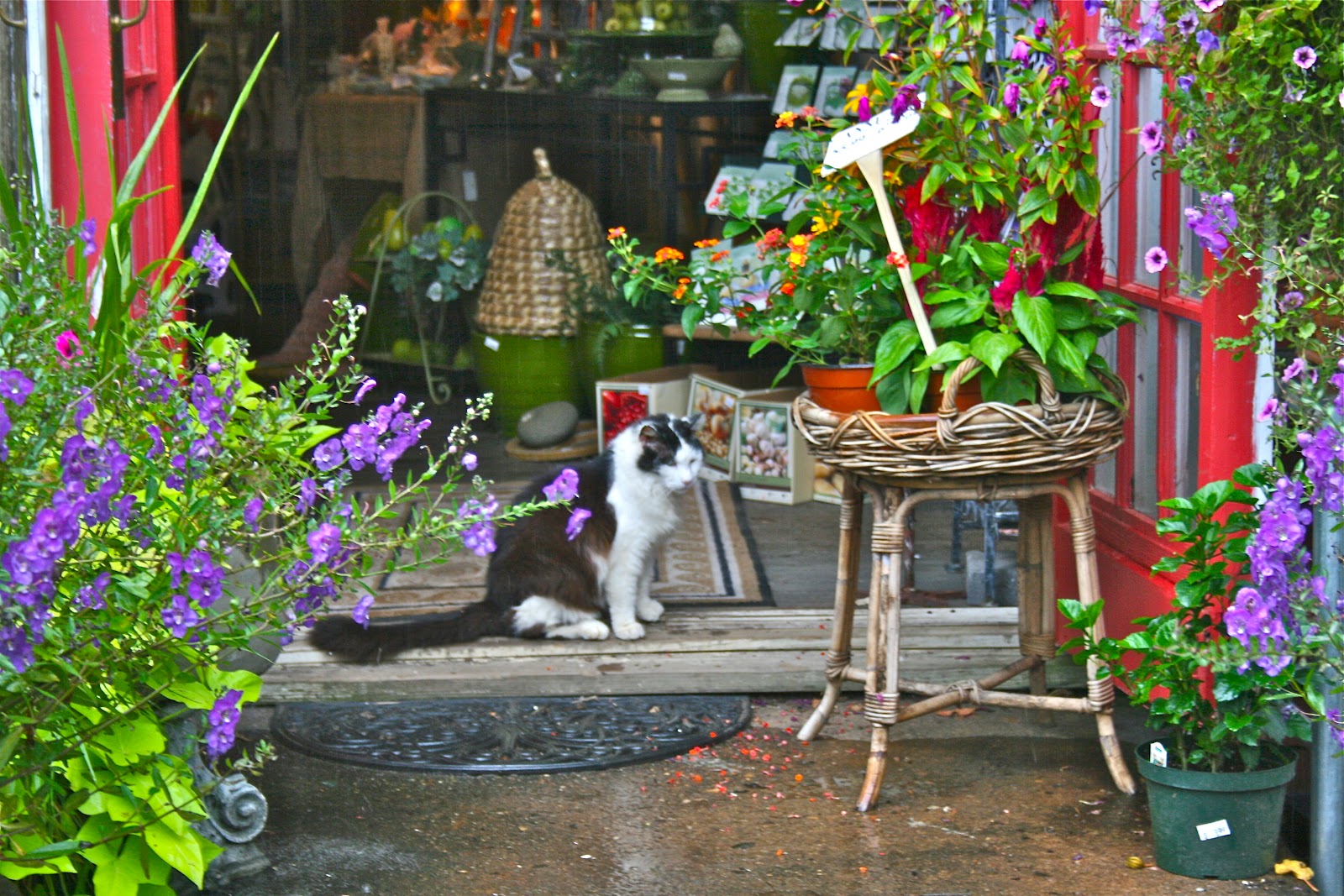 A Tiny Homestead Ivy Corner Garden Center