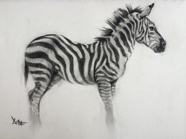  Sketsa  Zebra  Gambar  Pemandangan
