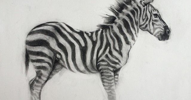 Sketsa Zebra Gambar  Pemandangan