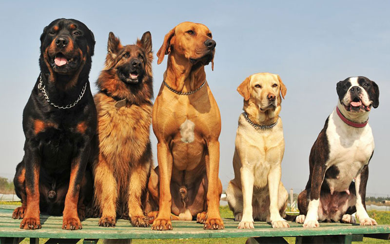Rüyada Köpek Görmek Nedir, Mutlaka Okumalısınız!Sahih Rüya Tabirleri