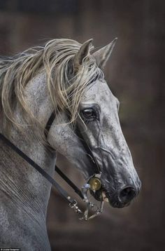 horse images