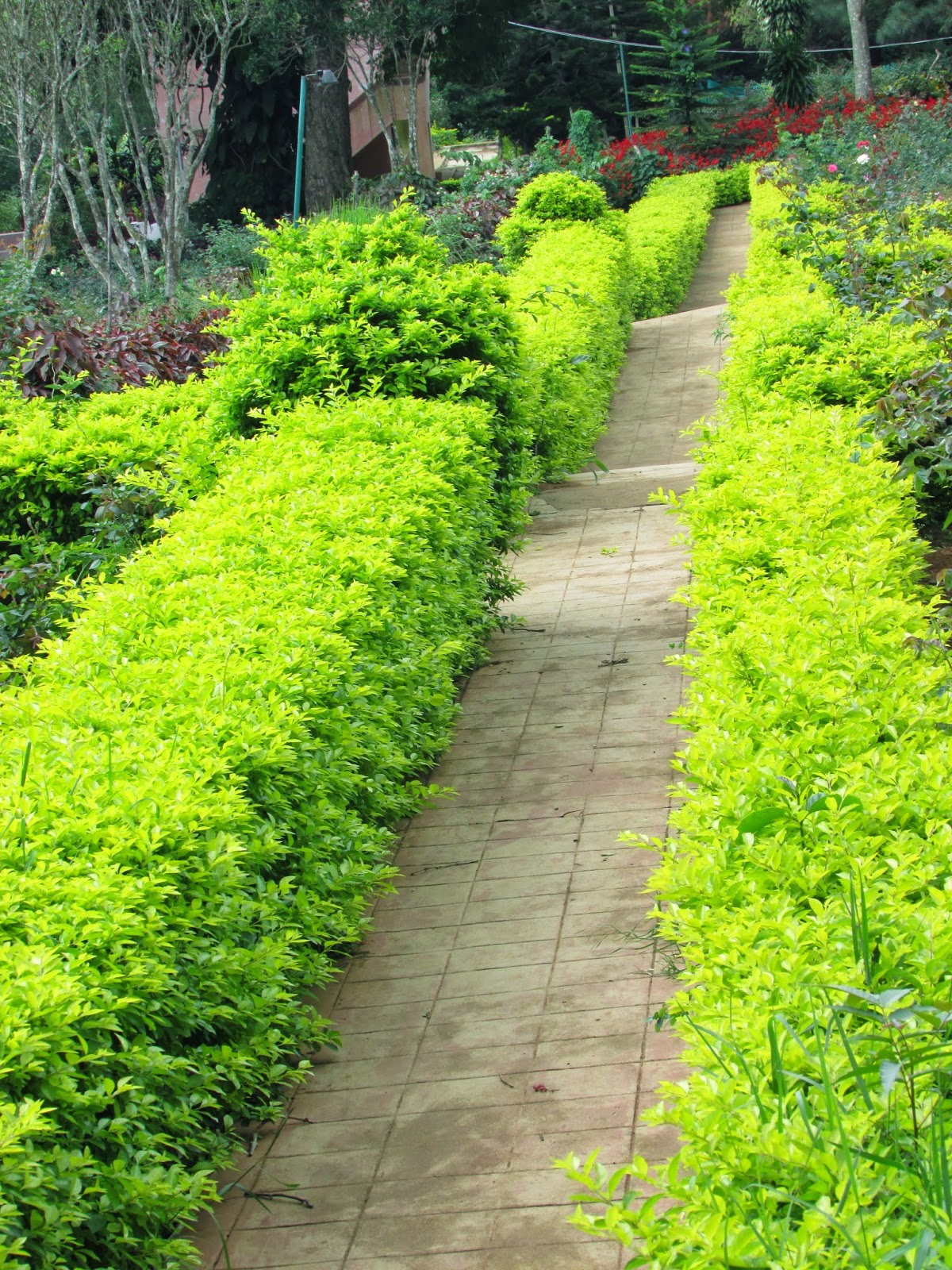 Tamilnadu Tourism Rose Garden, Yercaud