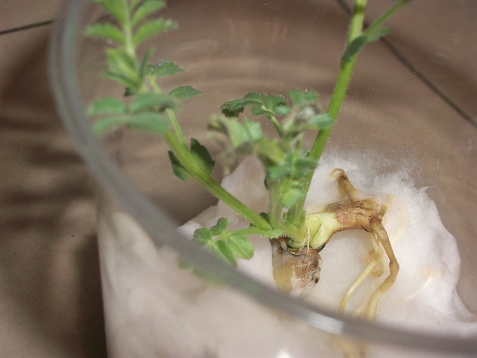 terrario germinacion de garbanzo