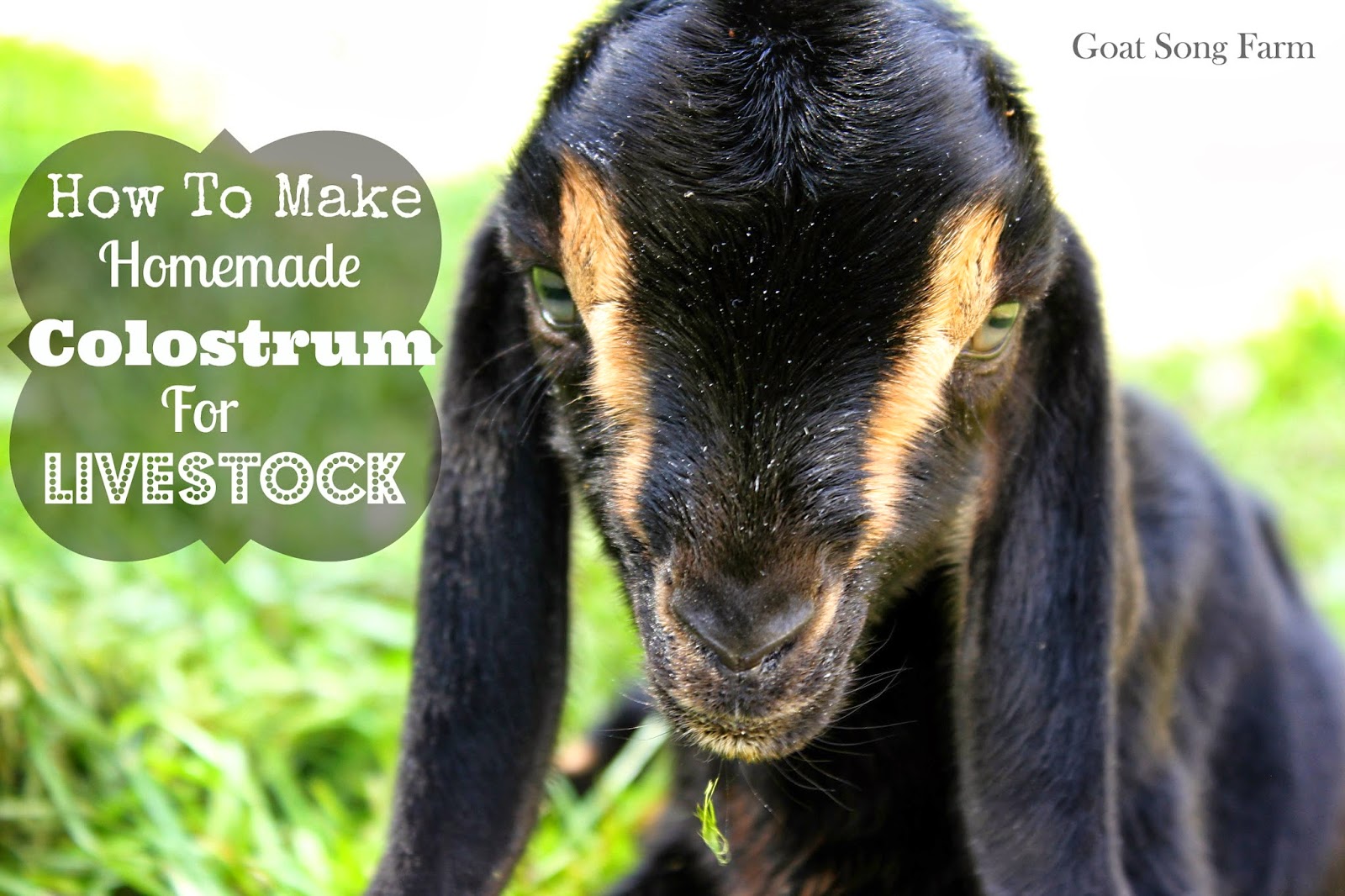 To Sing With Goats Homemade Colostrum Recipe