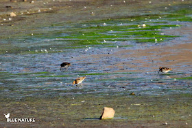 Tres agachadizas comunes (Gallinago gallinago) picotean en la orilla de embalse para aliementarse.