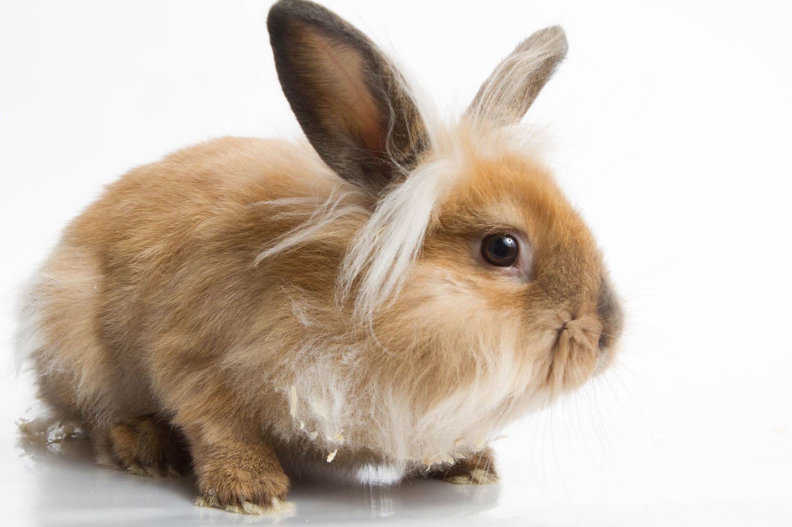 Ottawa Humane Society A Rabbit Around the House