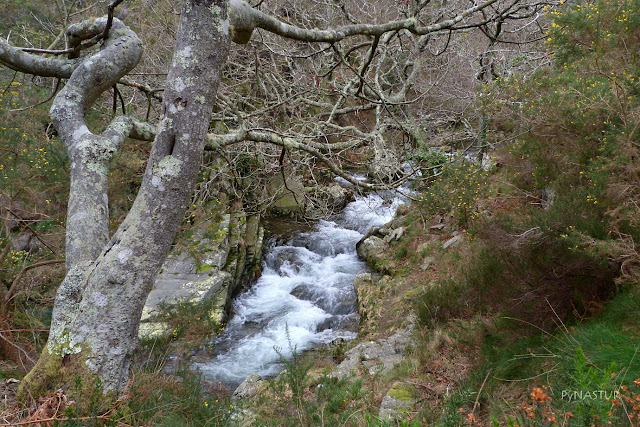 Río Porcía - Asturias Río Porcía - Asturias