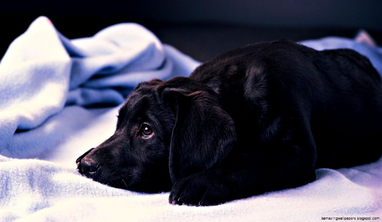 Black Lab Wallpapers | Amazing Wallpapers